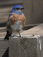 Bluebird.jpg