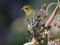 Goldfinch5.jpg