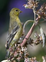 Goldfinch6.jpg