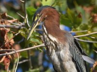 GreenHeron.jpg