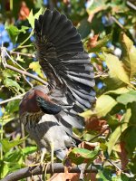 GreenHeron6.jpg