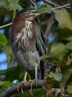 GreenHeron9.jpg