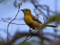Oriole3.jpg