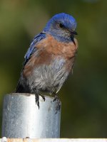 Bluebird6.jpg