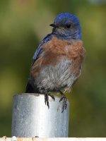 Bluebird8.jpg