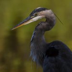BlueHeron3.jpg