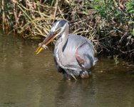 gbh-958.jpg