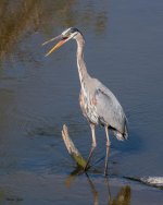 gbh-959.jpg