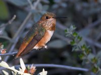 Hummer2.jpg