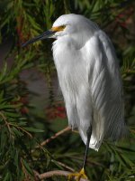 Egret10.jpg