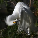 Egret16.jpg