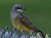 Kingbird4.jpg