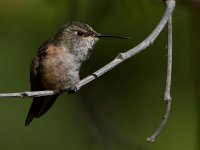 Hummer12.jpg