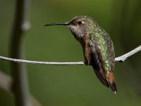 Hummer14.jpg