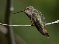 Hummer17.jpg
