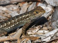 Lizard4.jpg