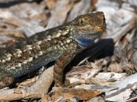 Lizard3.jpg