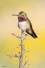 Hummer-958.jpg