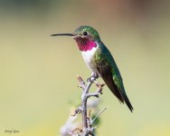 Hummer-959.jpg