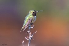 Hummer-960.jpg