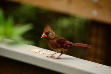 female Cardinal.jpg