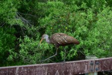 Limpkin.jpg