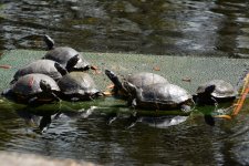 Turtles.jpg