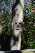 Tree Person 2.jpg