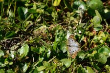 Butterfly.jpg
