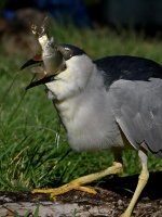 BCNH9.jpg
