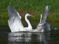 Egret4.jpg