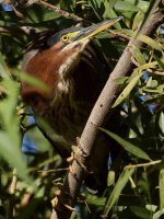 GreenHeron4.jpg