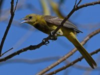 Oriole8.jpg