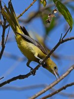 Oriole10.jpg