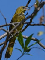 Oriole16.jpg