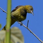 Oriole17.jpg