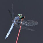 Dragonfly.jpg
