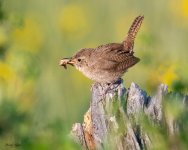 RockWrenGrasshopper-959.jpg