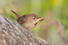 RockWrenGrasshopper-960.jpg
