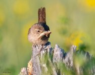 RockWrenGrasshopper-961.jpg