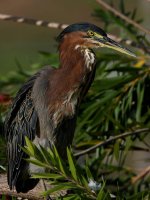GreenHeron8.jpg