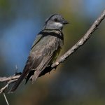 Kingbird.jpg