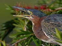 GreenHeron11.jpg