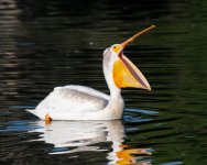 PelicanMouth-961.jpg