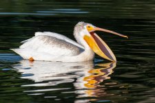 PelicanMouth-965.jpg