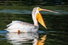 PelicanMouth-968.jpg