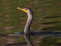 Cormorant.jpg