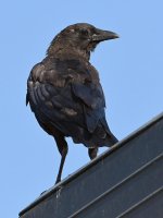 Crow3.jpg