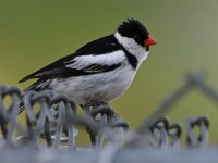 Whydah2.jpg