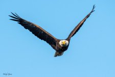 EagleEye-965.jpg